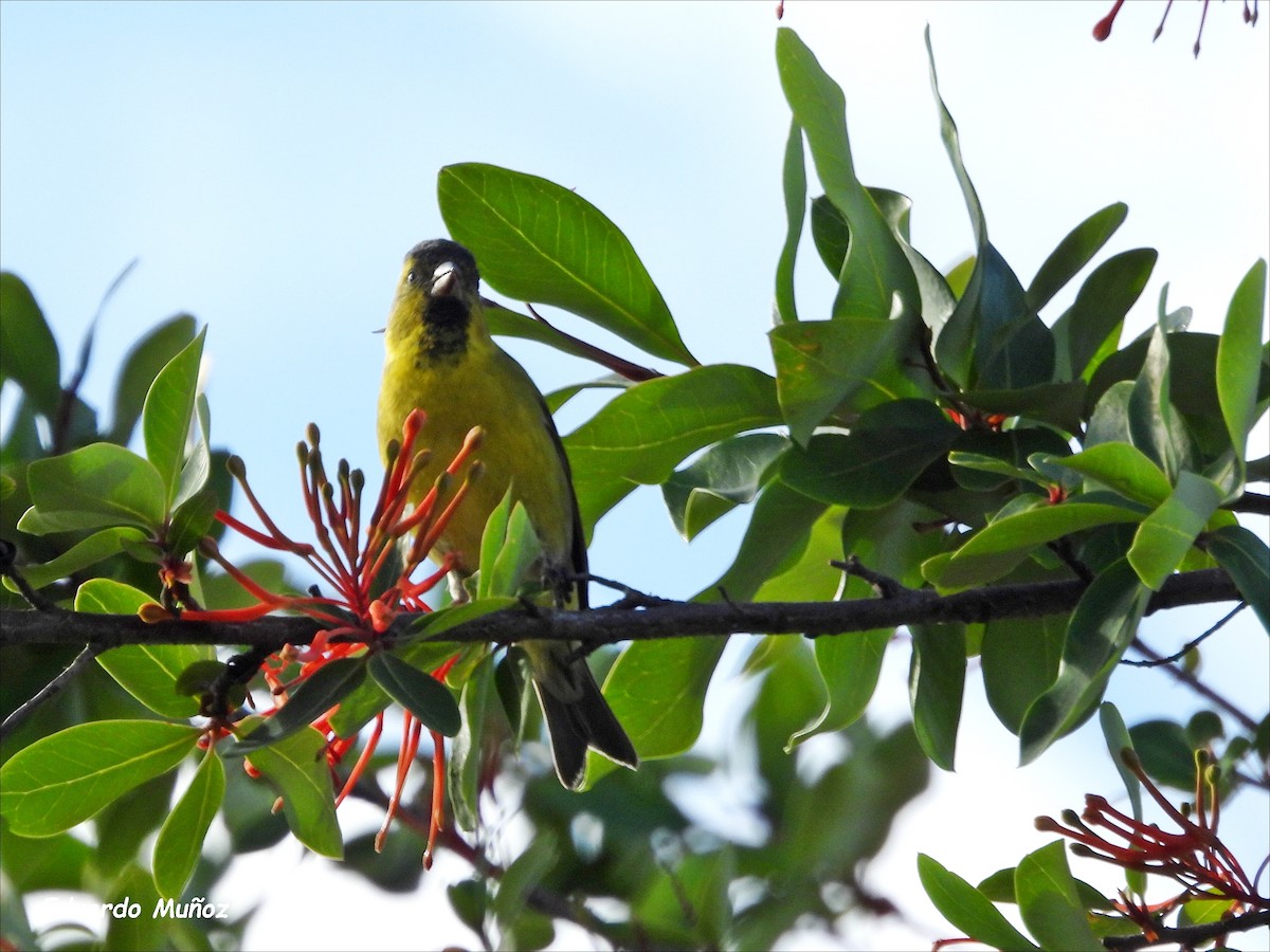 Black-chinned Siskin - ML646350232