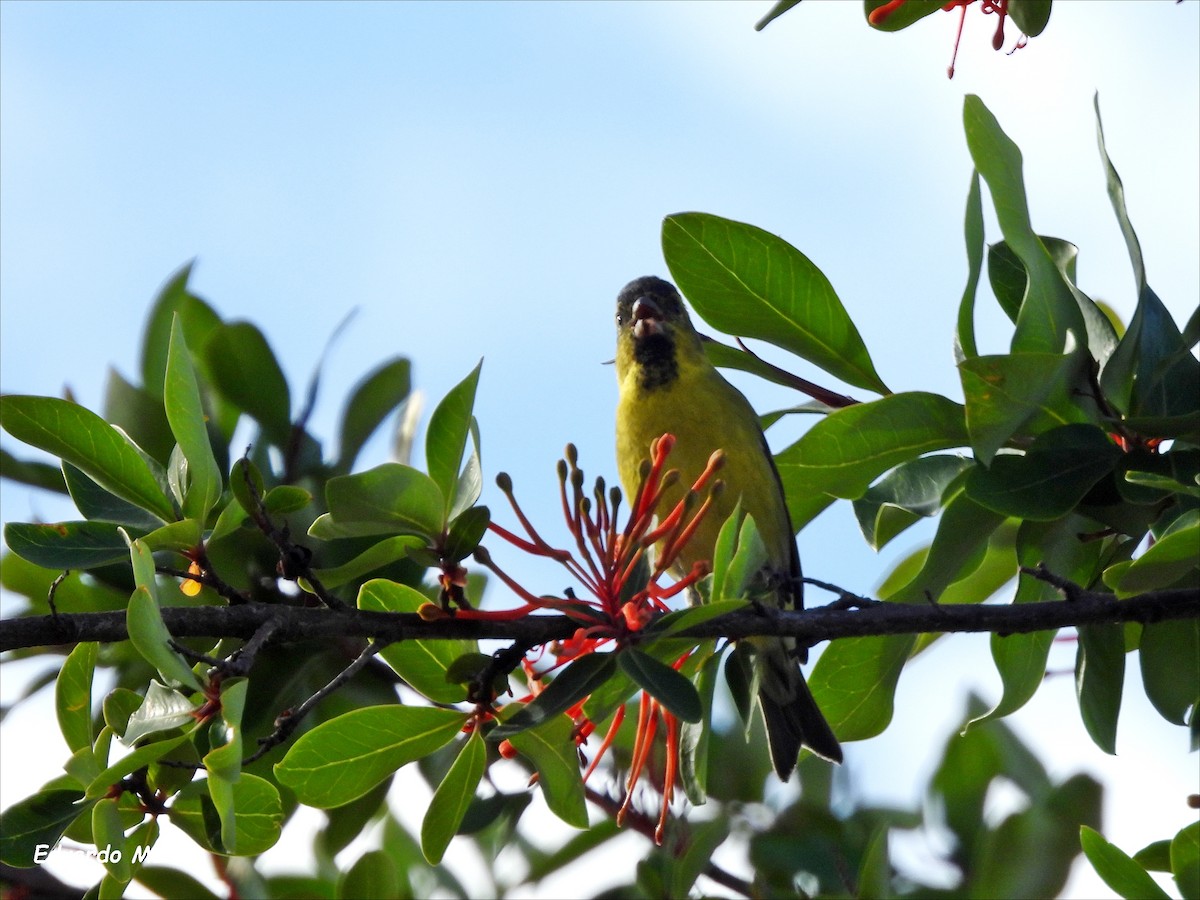 Black-chinned Siskin - ML646350233