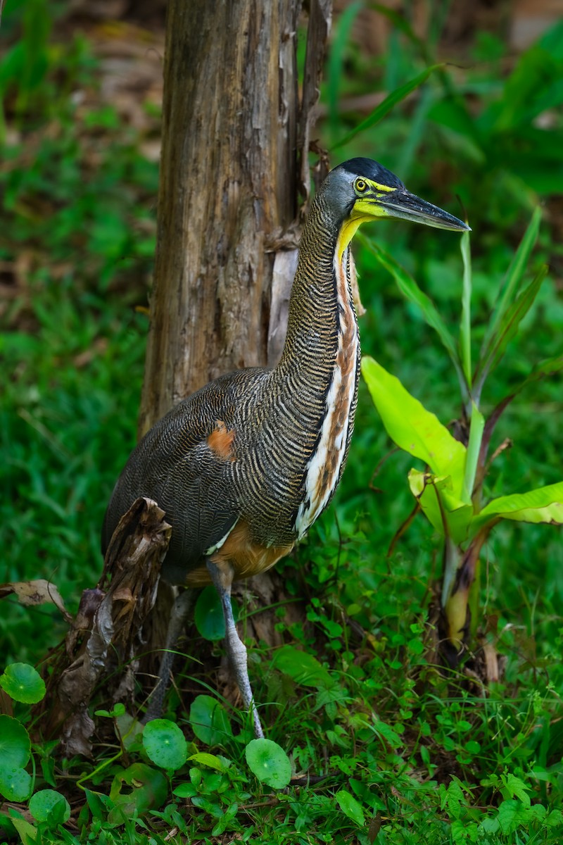 Bare-throated Tiger-Heron - ML646350235