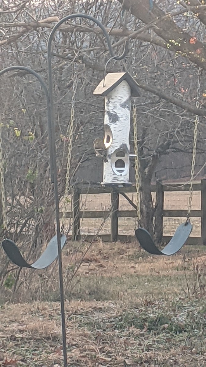 American Goldfinch - ML646350236