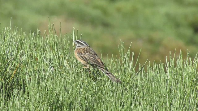 strnad viničný - ML646350240