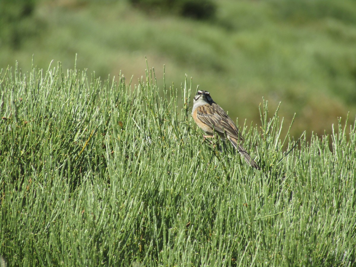 Rock Bunting - ML646350241