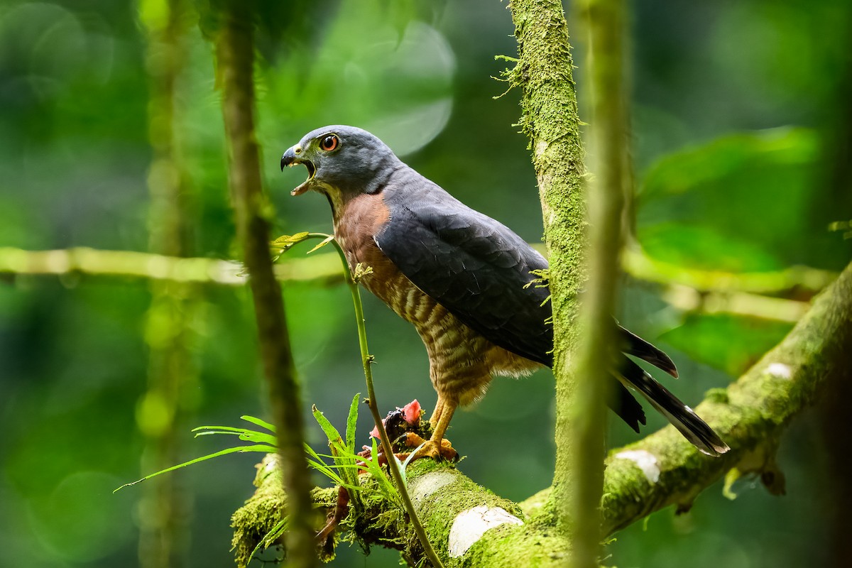Double-toothed Kite - ML646350244