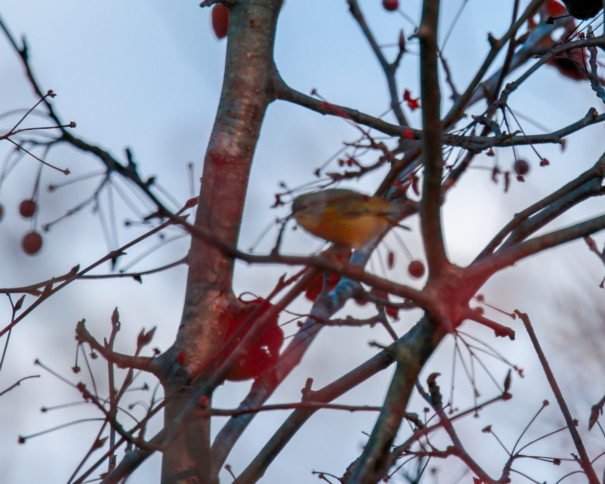Nashville Warbler - ML646350246
