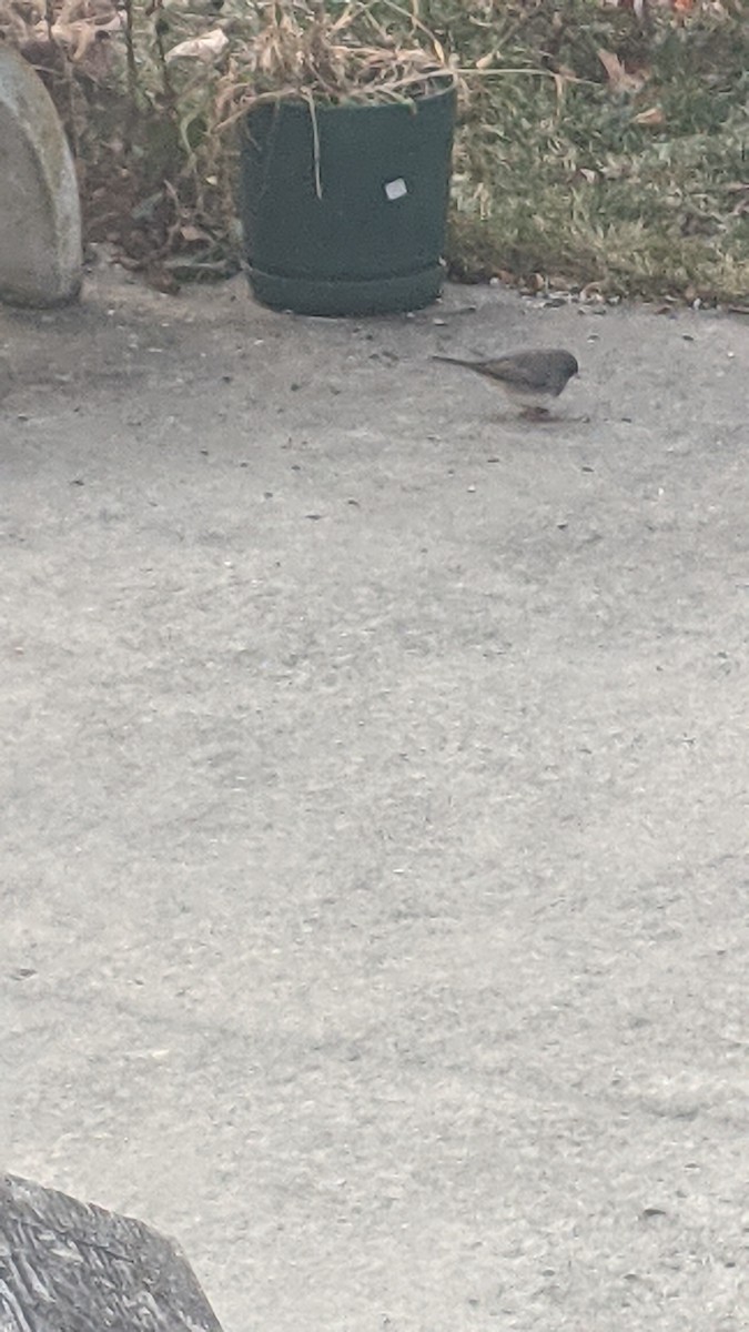 Dark-eyed Junco - ML646350247