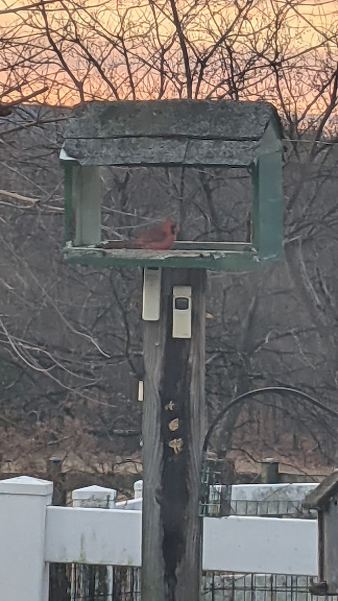 Northern Cardinal - ML646350248