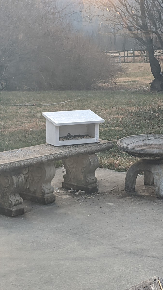 Dark-eyed Junco - ML646350249