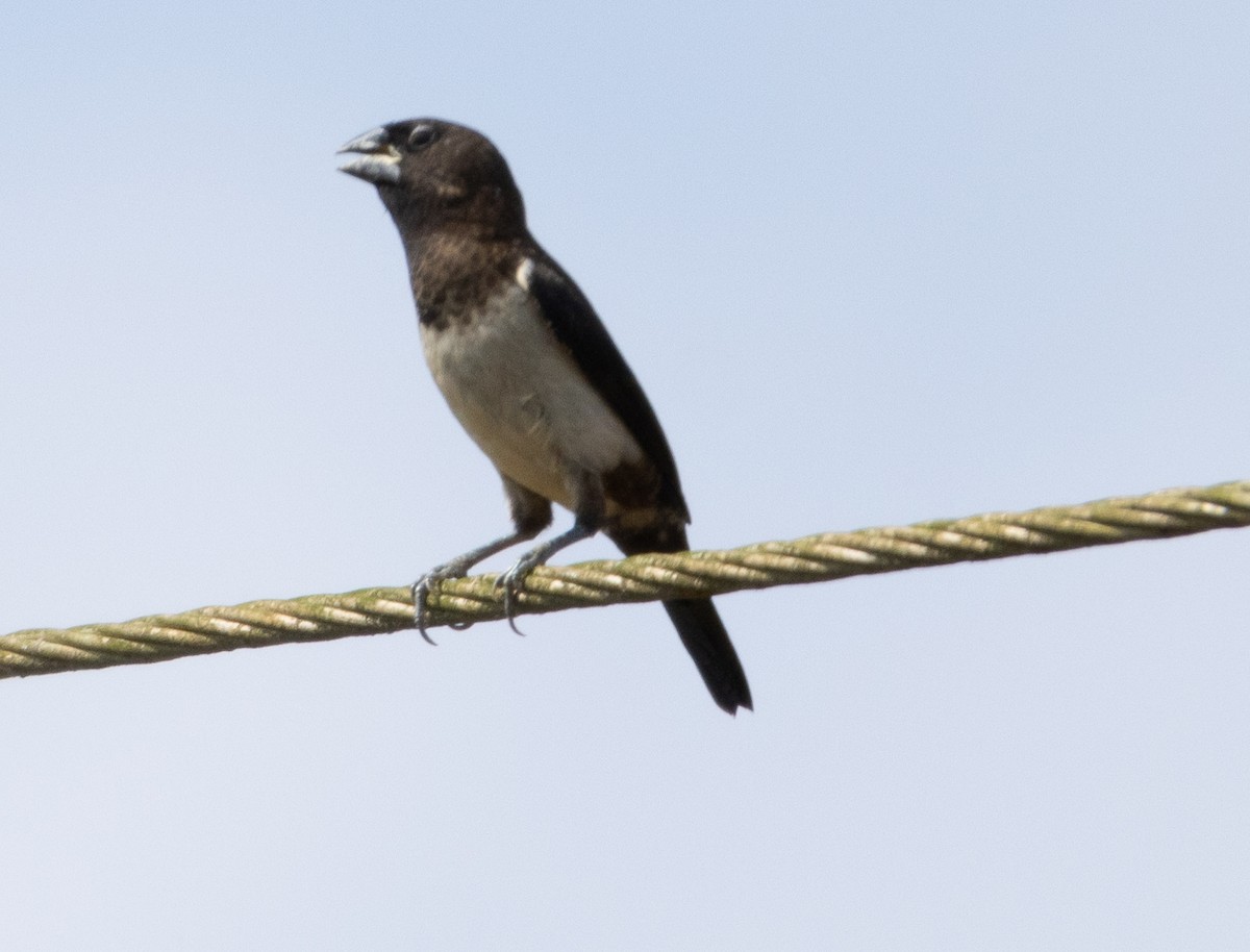 White-rumped Munia - ML646350251