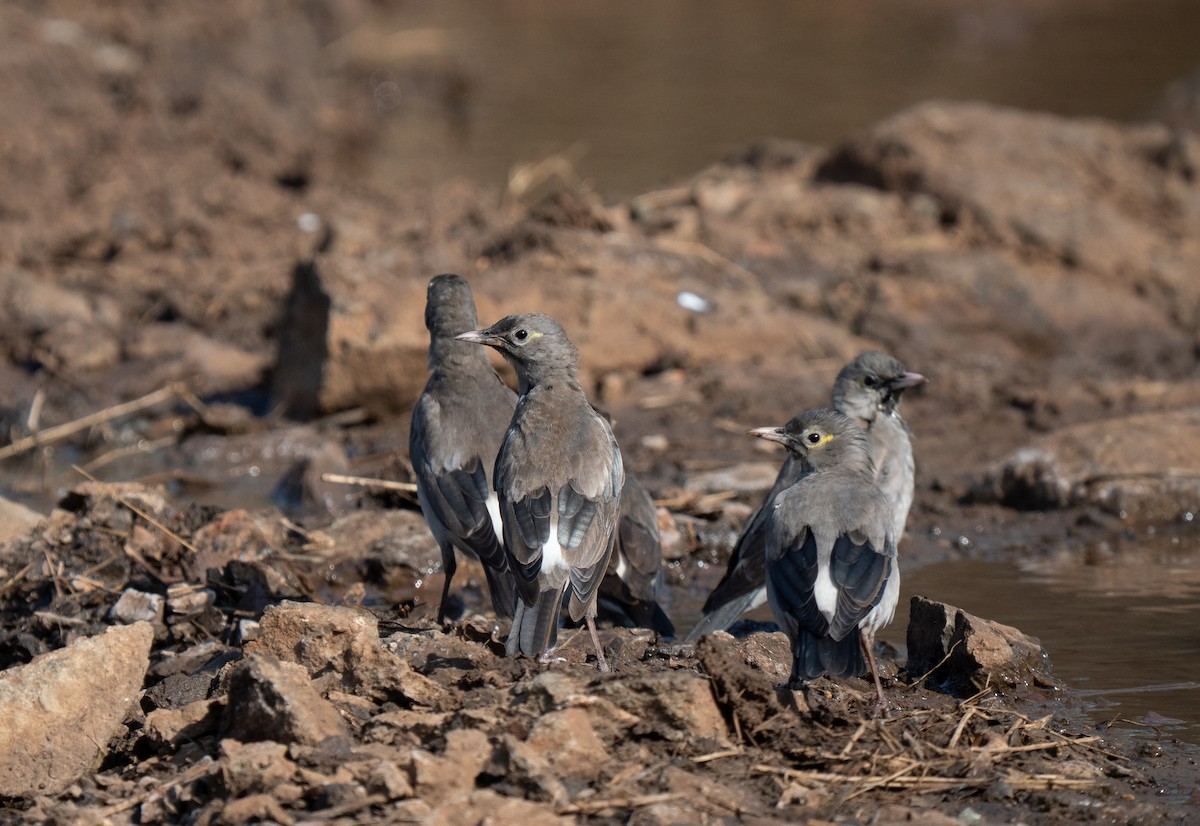 Wattled Starling - ML646350253