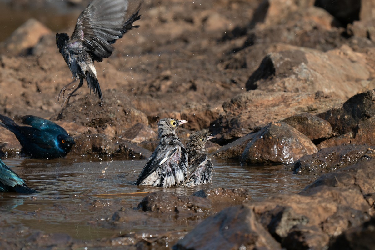 Wattled Starling - ML646350254