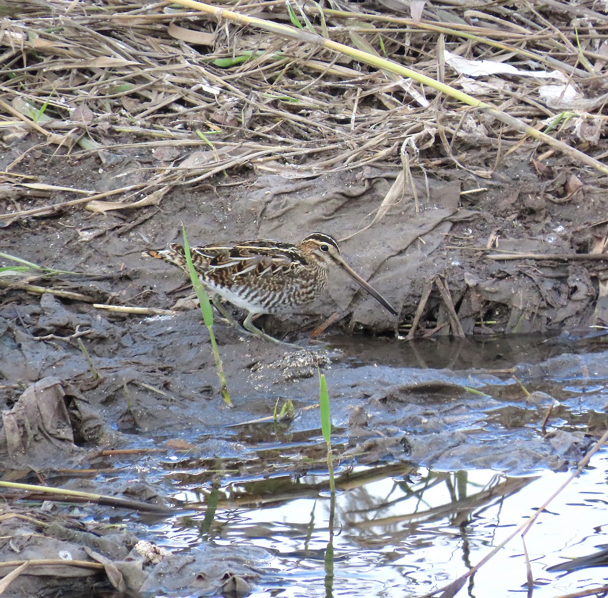 Common Snipe - ML646350255