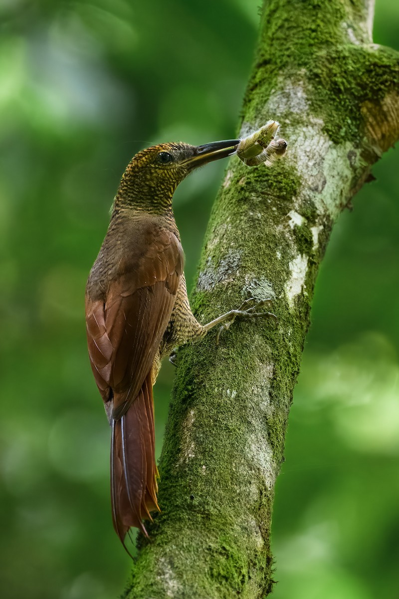 Northern Barred-Woodcreeper - ML646350256