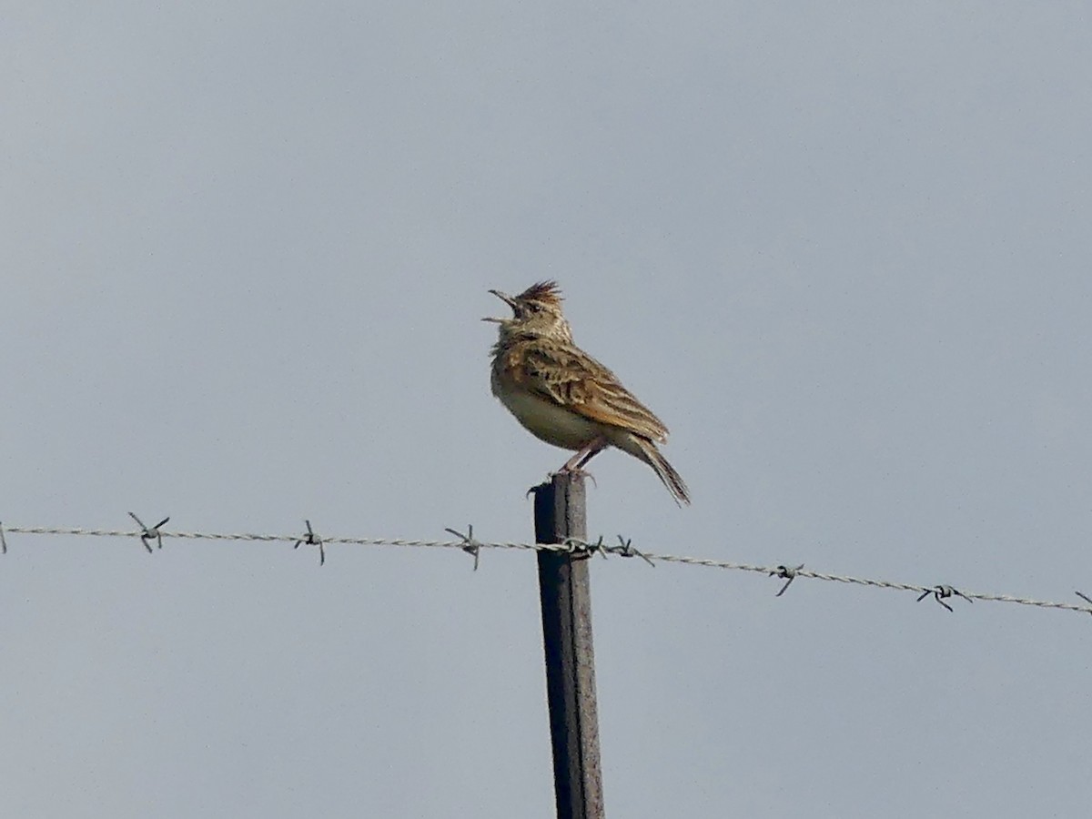 Rufous-naped Lark (Rufous-naped) - ML646350266