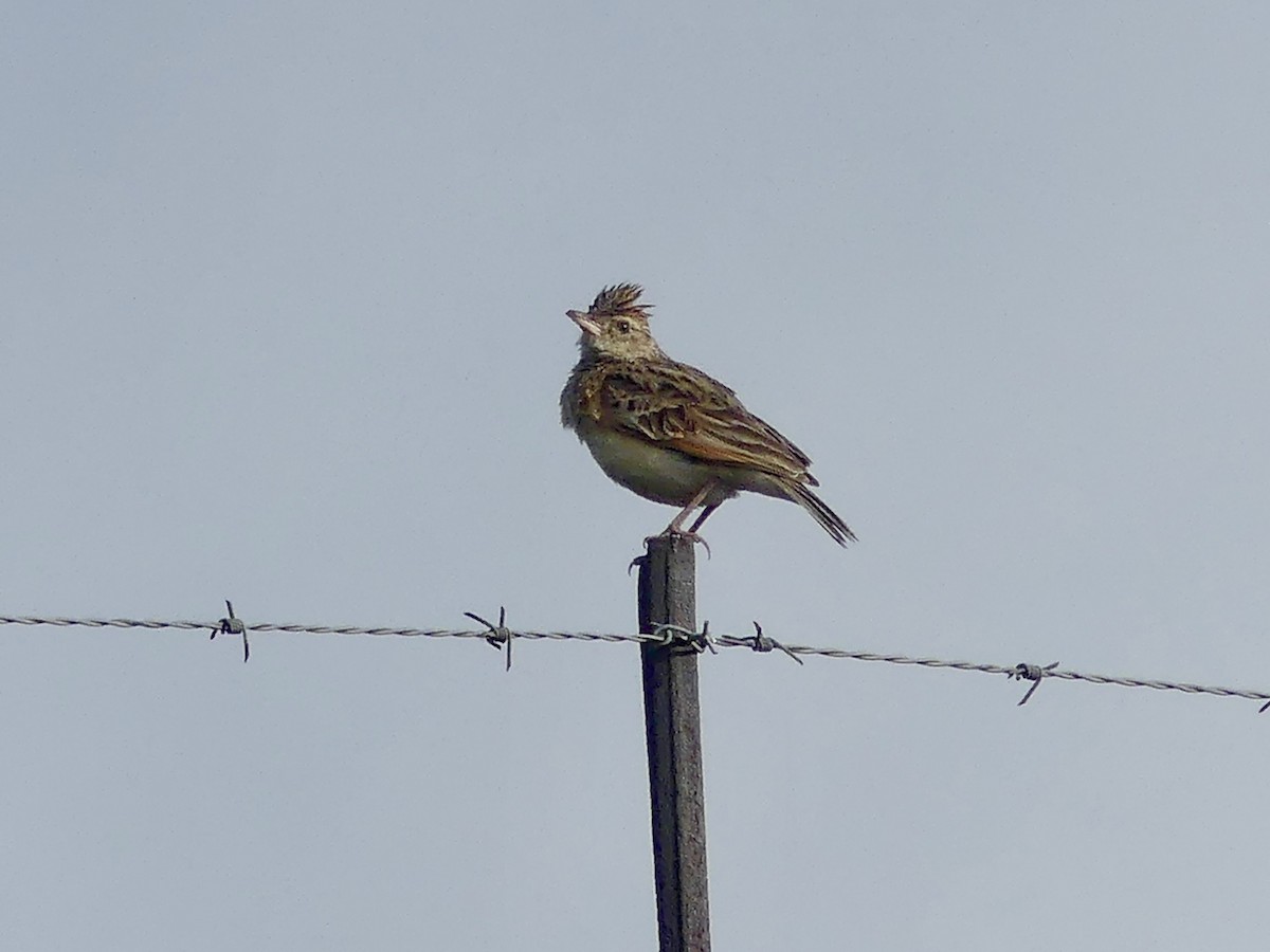 Rufous-naped Lark (Rufous-naped) - ML646350268
