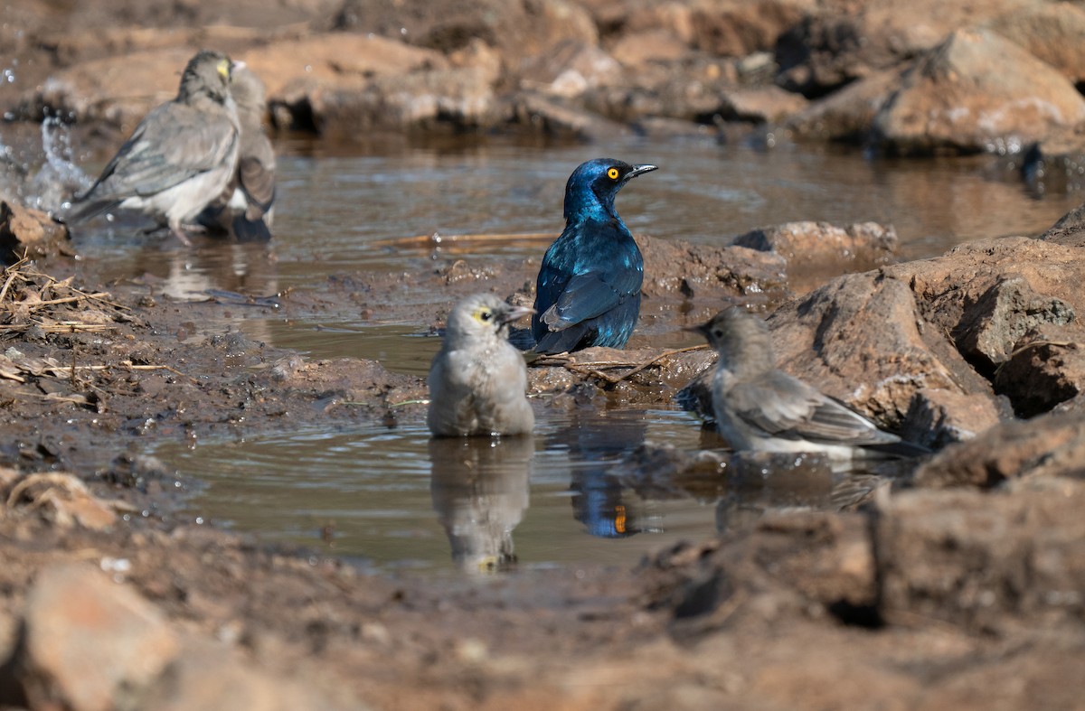 Cape Starling - ML646350269