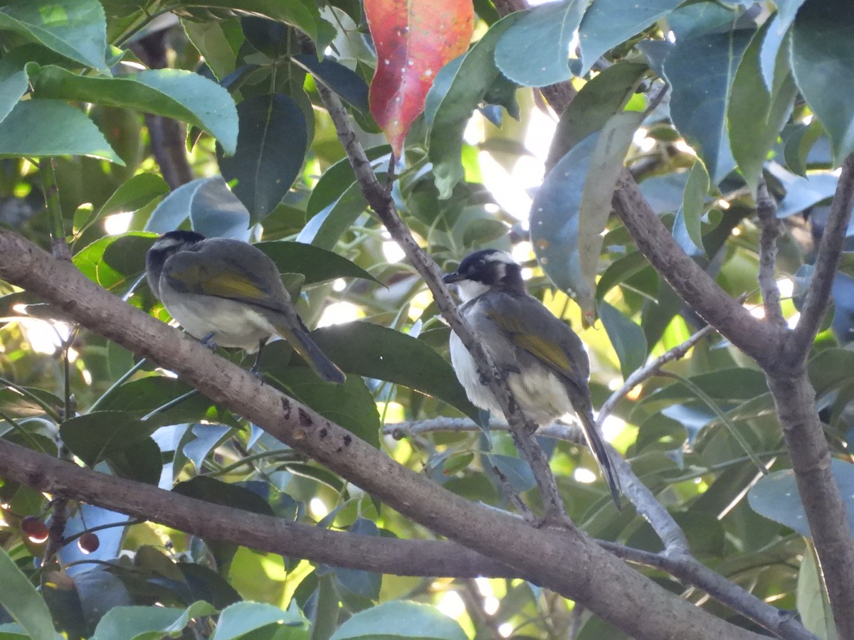 白頭翁 - ML646350270