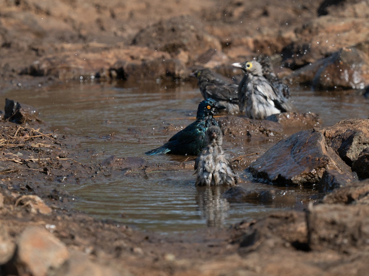 Cape Starling - ML646350272
