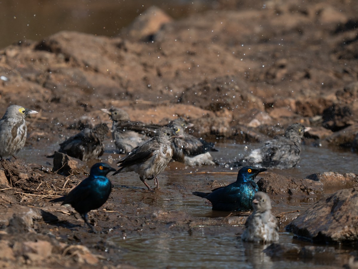 Cape Starling - ML646350273