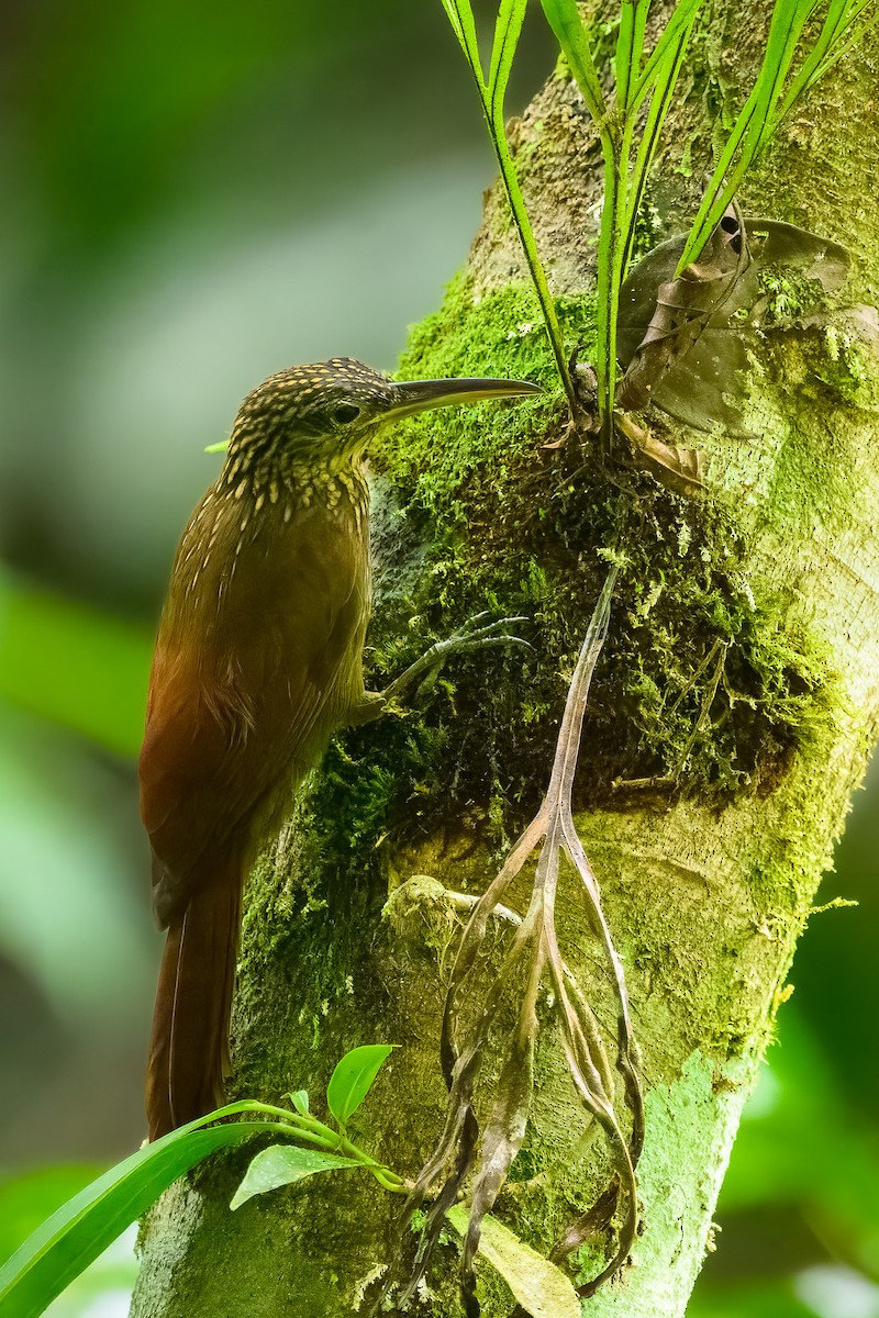 Cocoa Woodcreeper - ML646350276