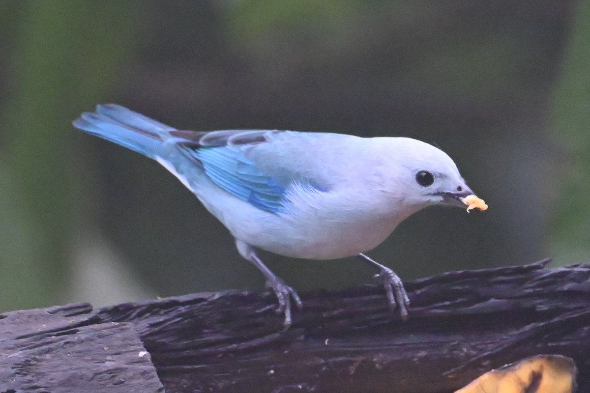 Blue-gray Tanager - ML646350277
