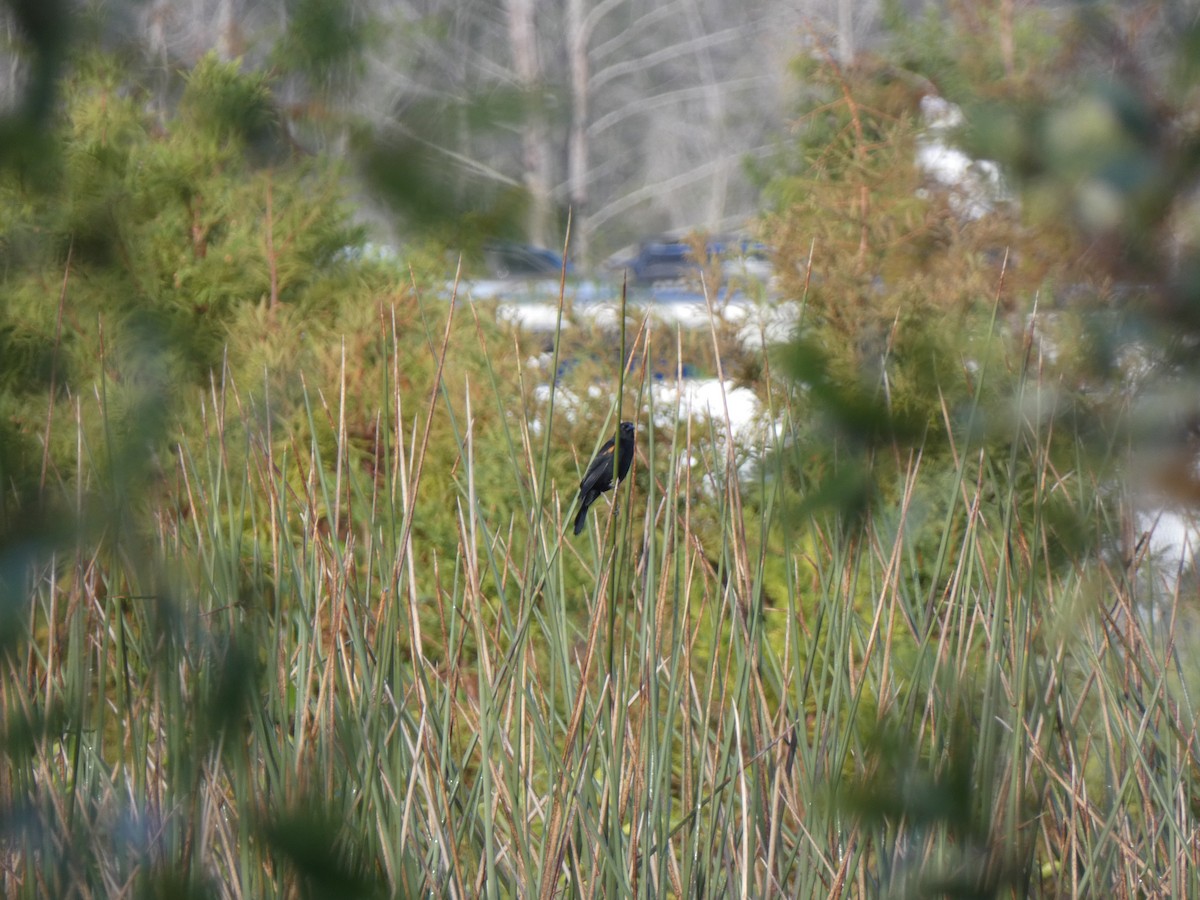 Red-winged Blackbird - ML646350278