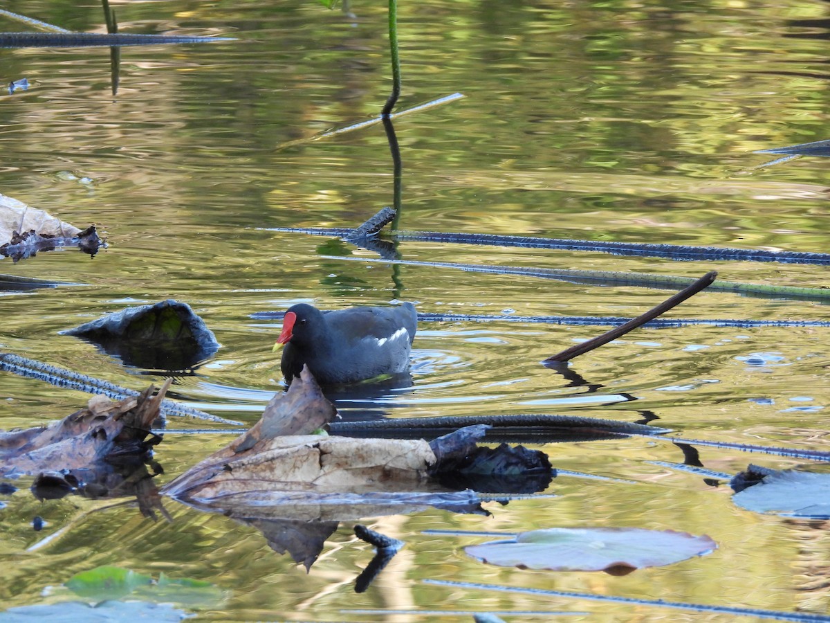 紅冠水雞 - ML646350279