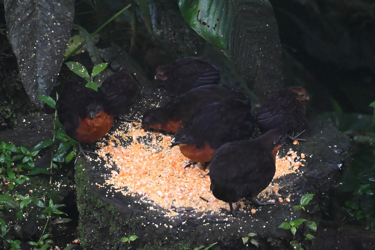 Dark-backed Wood-Quail - ML646350280