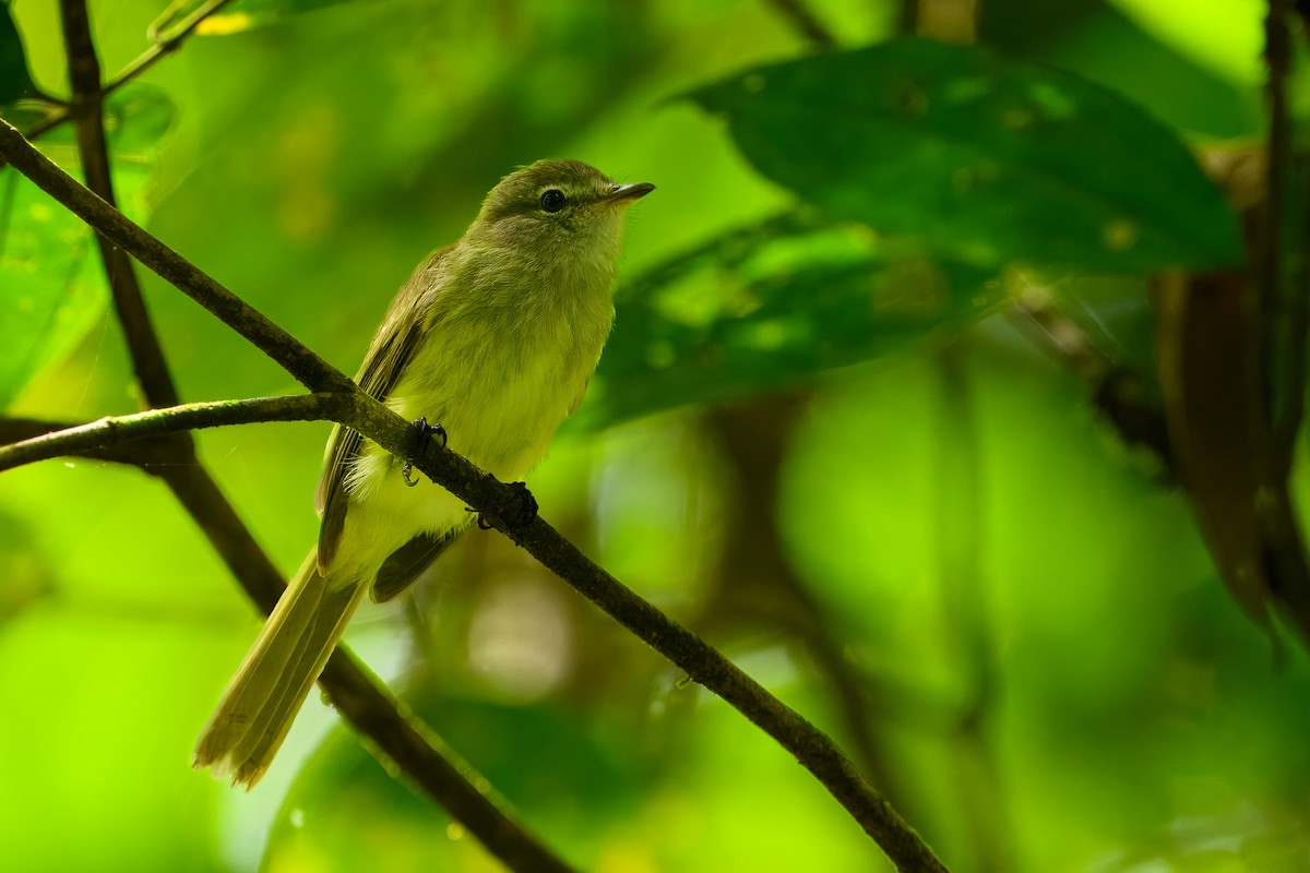 Greenish Elaenia - ML646350285