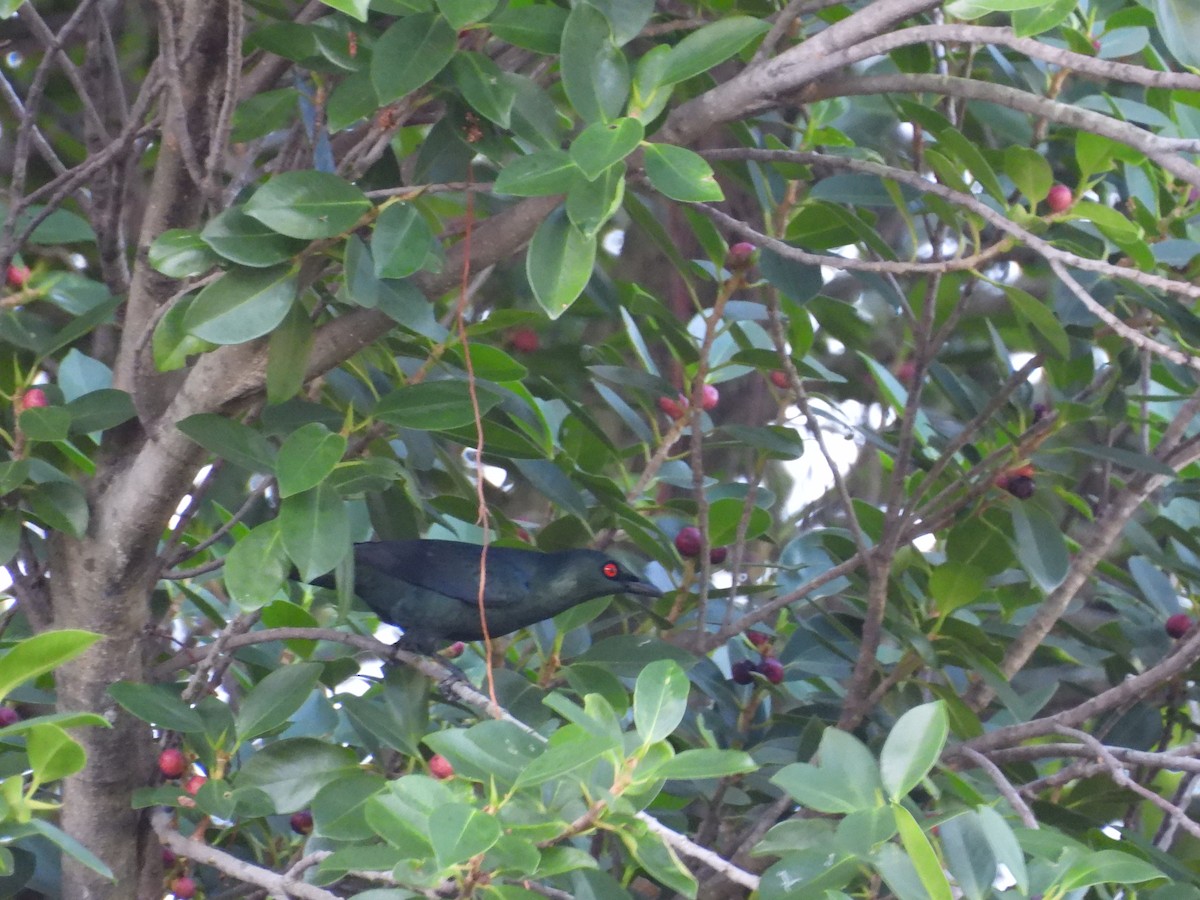 亞洲輝椋鳥 - ML646350286