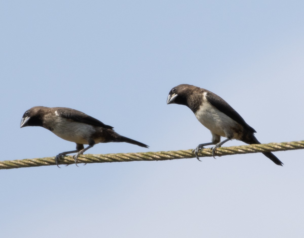 白腰文鳥 - ML646350287