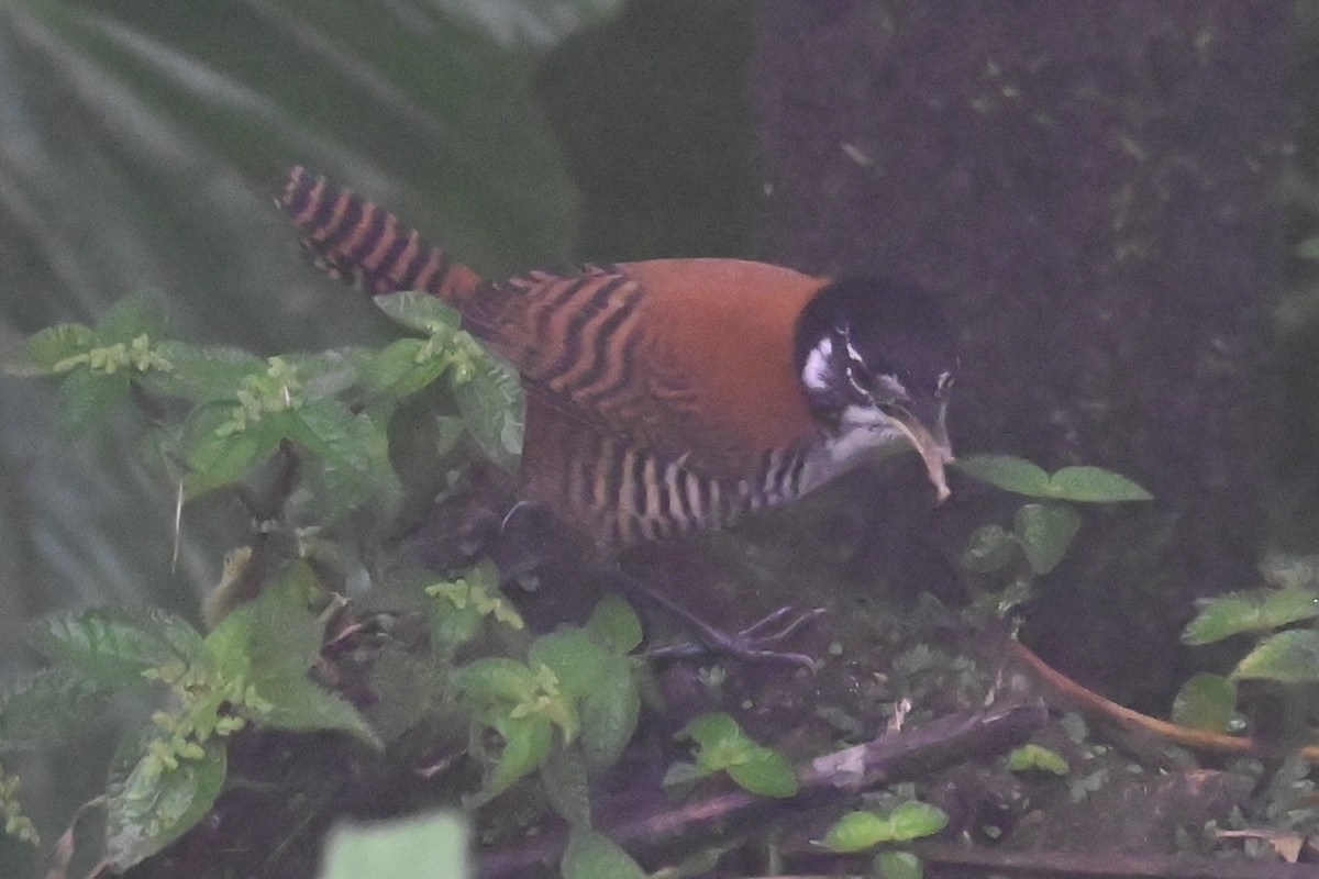 Bay Wren - ML646350288