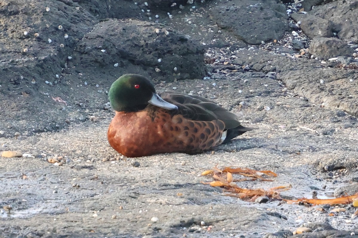 Chestnut Teal - ML646350289