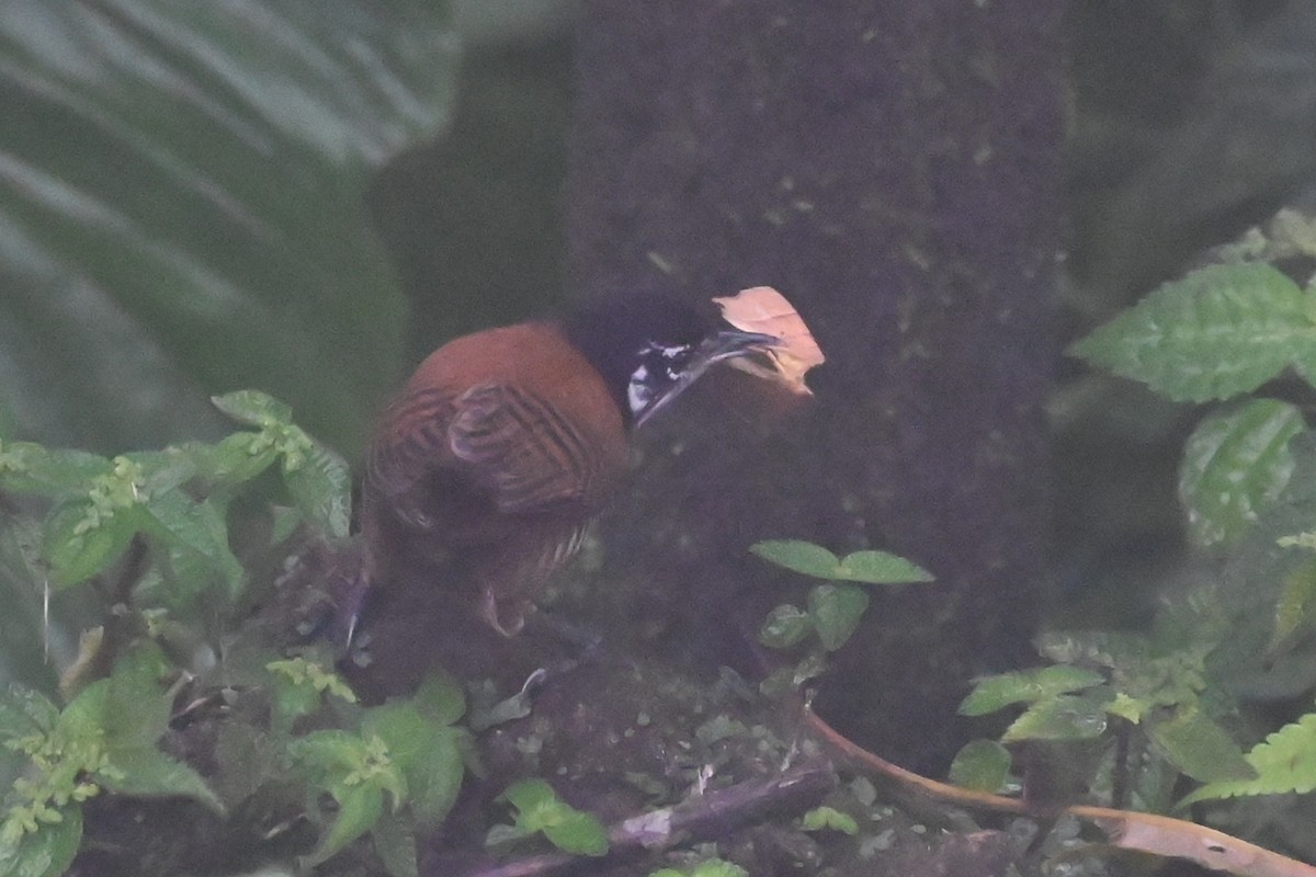 Bay Wren - ML646350290