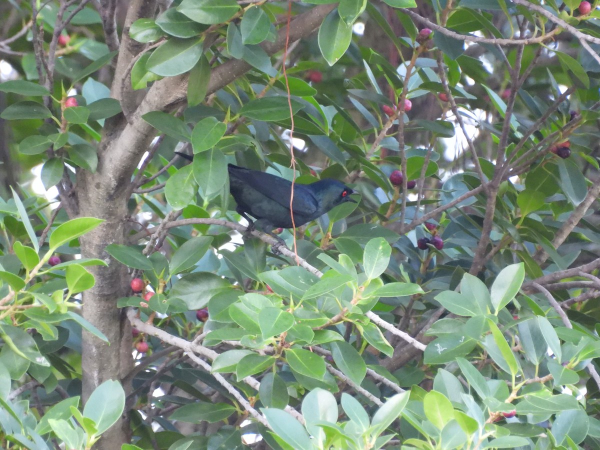 亞洲輝椋鳥 - ML646350291