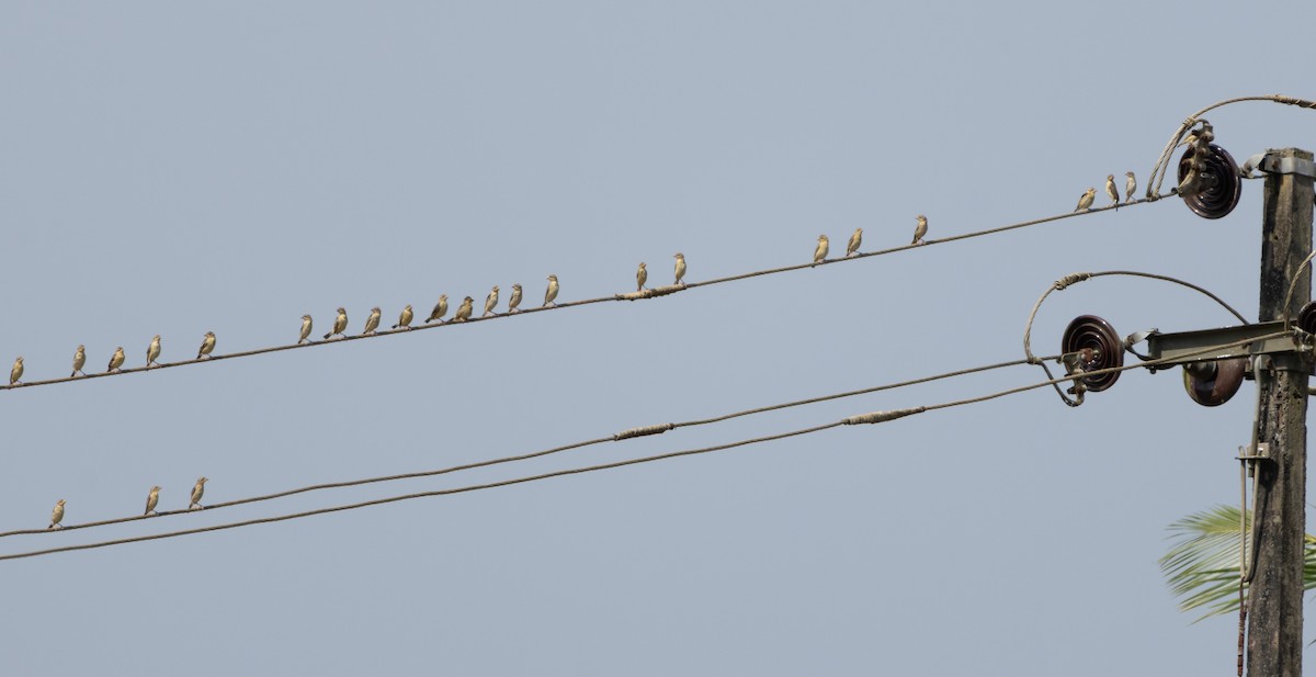 Baya Weaver - ML646350292