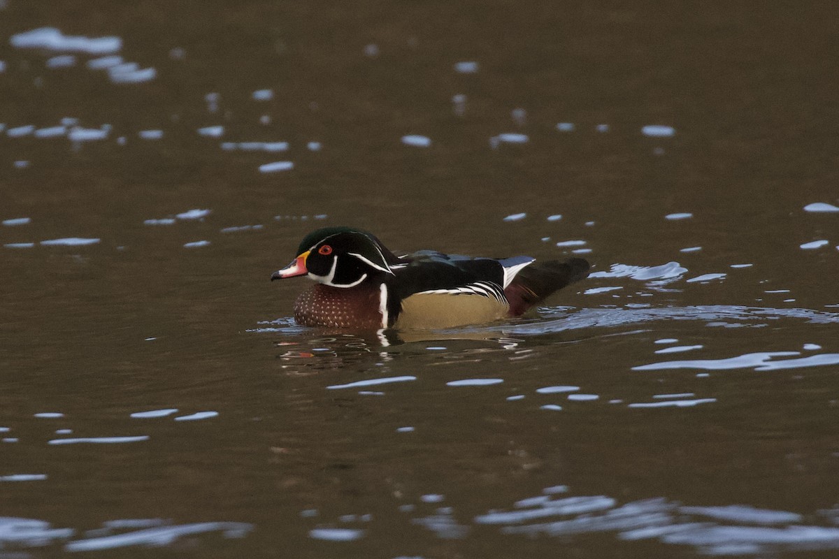 美洲鴛鴦 - ML646350294