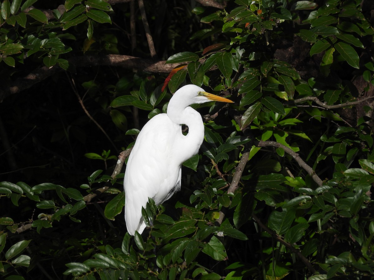 大白鷺 - ML646350295