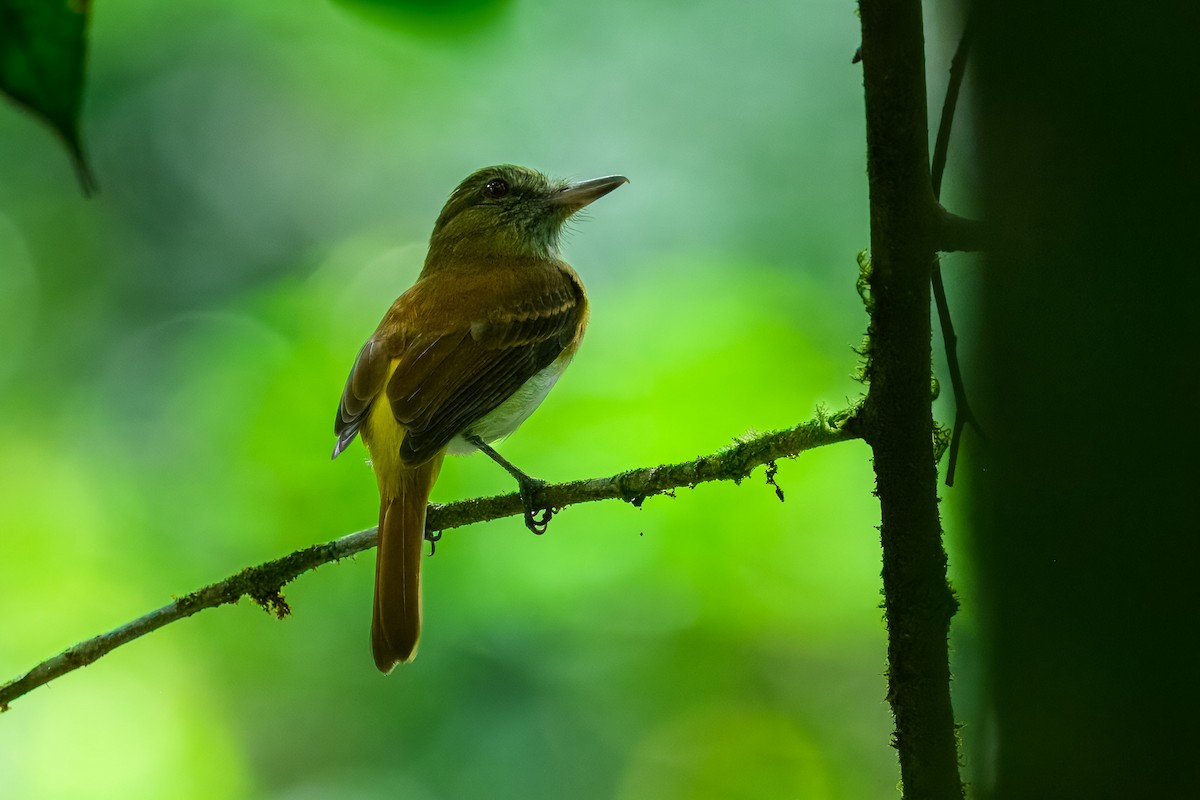 Bright-rumped Attila - ML646350296