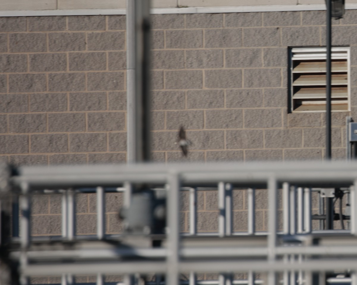 Northern Rough-winged Swallow - ML646350297