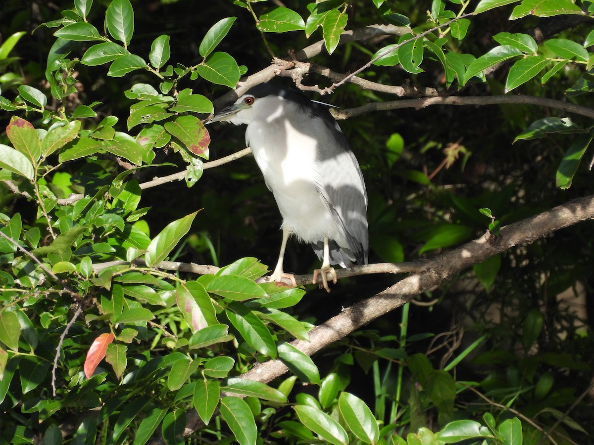 夜鷺 - ML646350299