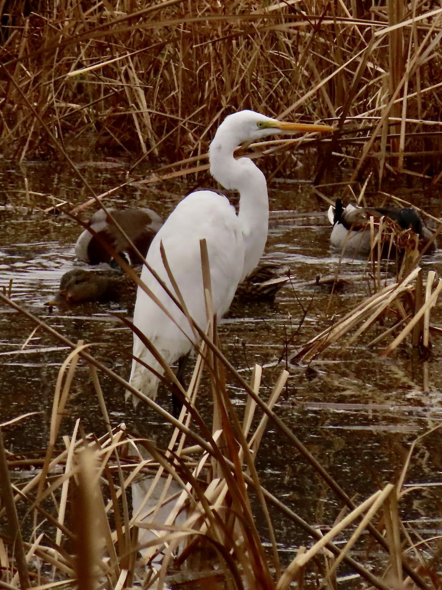 大白鷺 - ML646350300