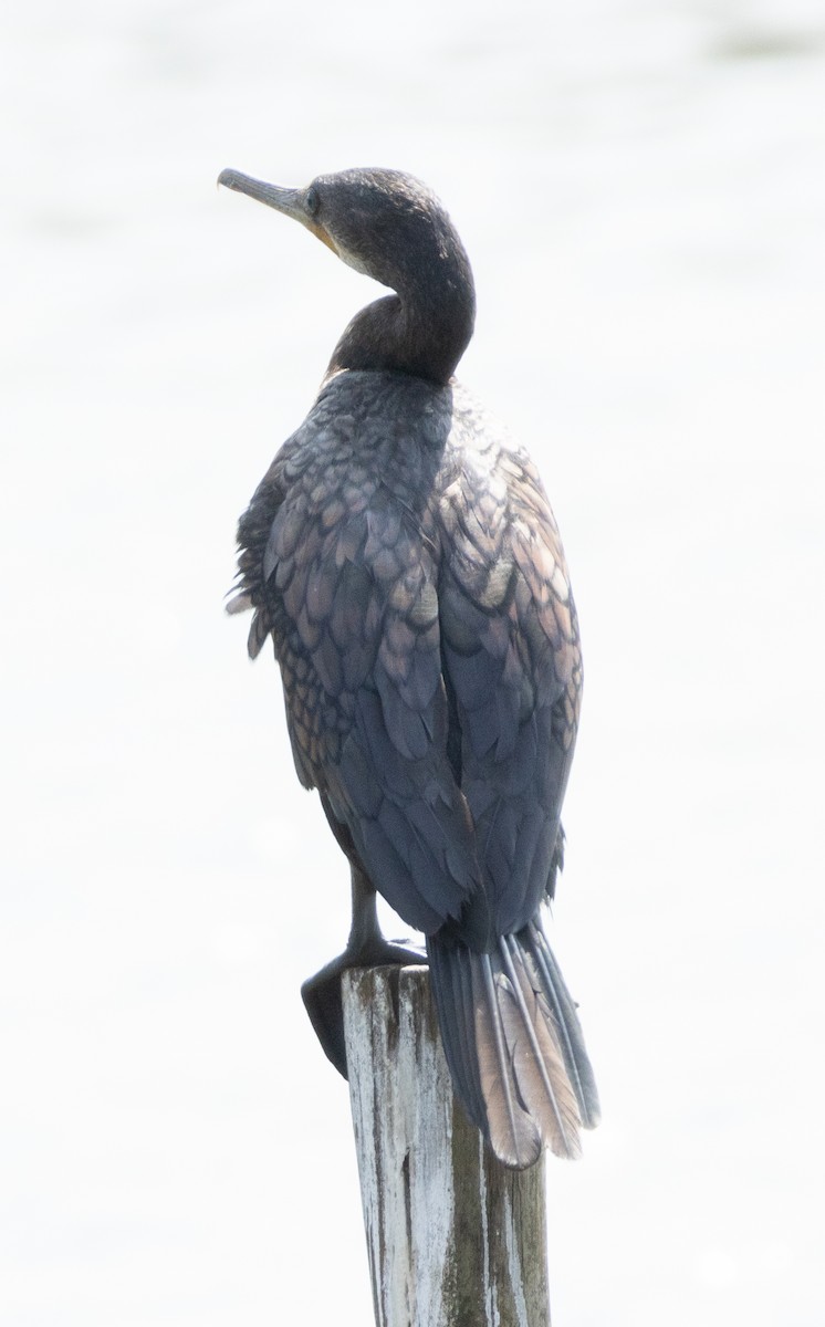 Indian Cormorant - ML646350301
