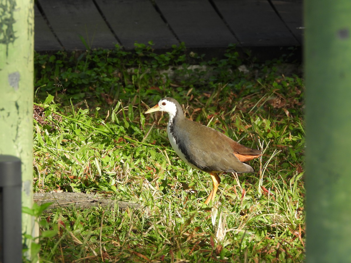 白腹秧雞 - ML646350302