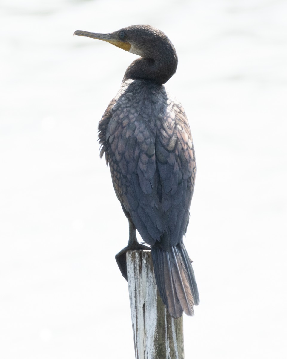 Indian Cormorant - ML646350303