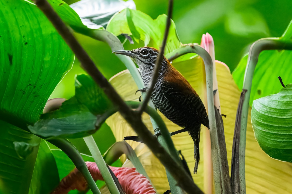 Riverside Wren - ML646350308