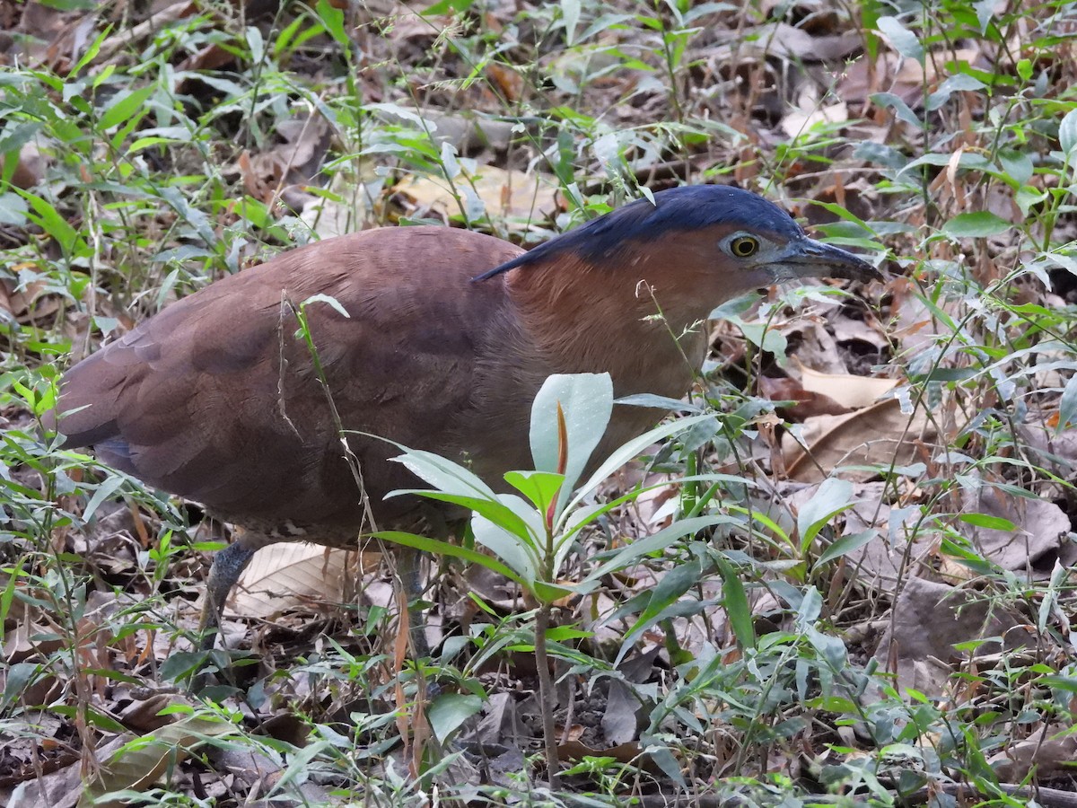 Malay Gece Balıkçılı - ML646350322