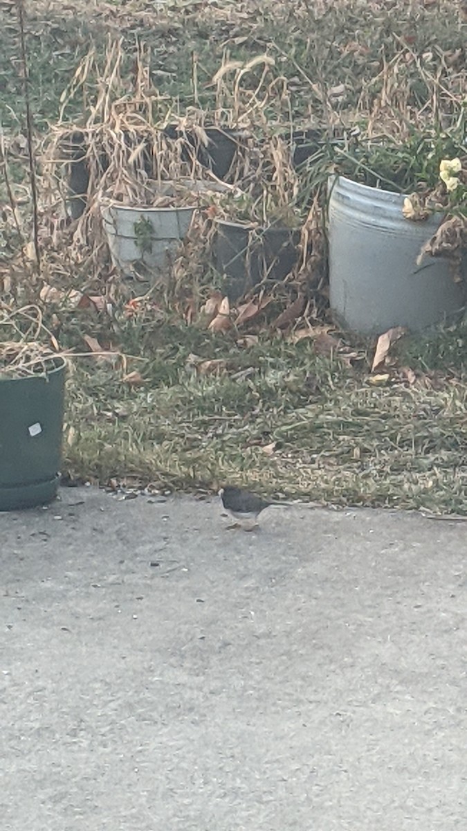Dark-eyed Junco - ML646350332