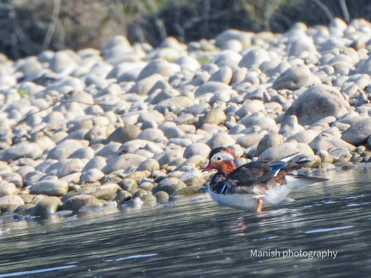 Mandarin Duck - ML646350333