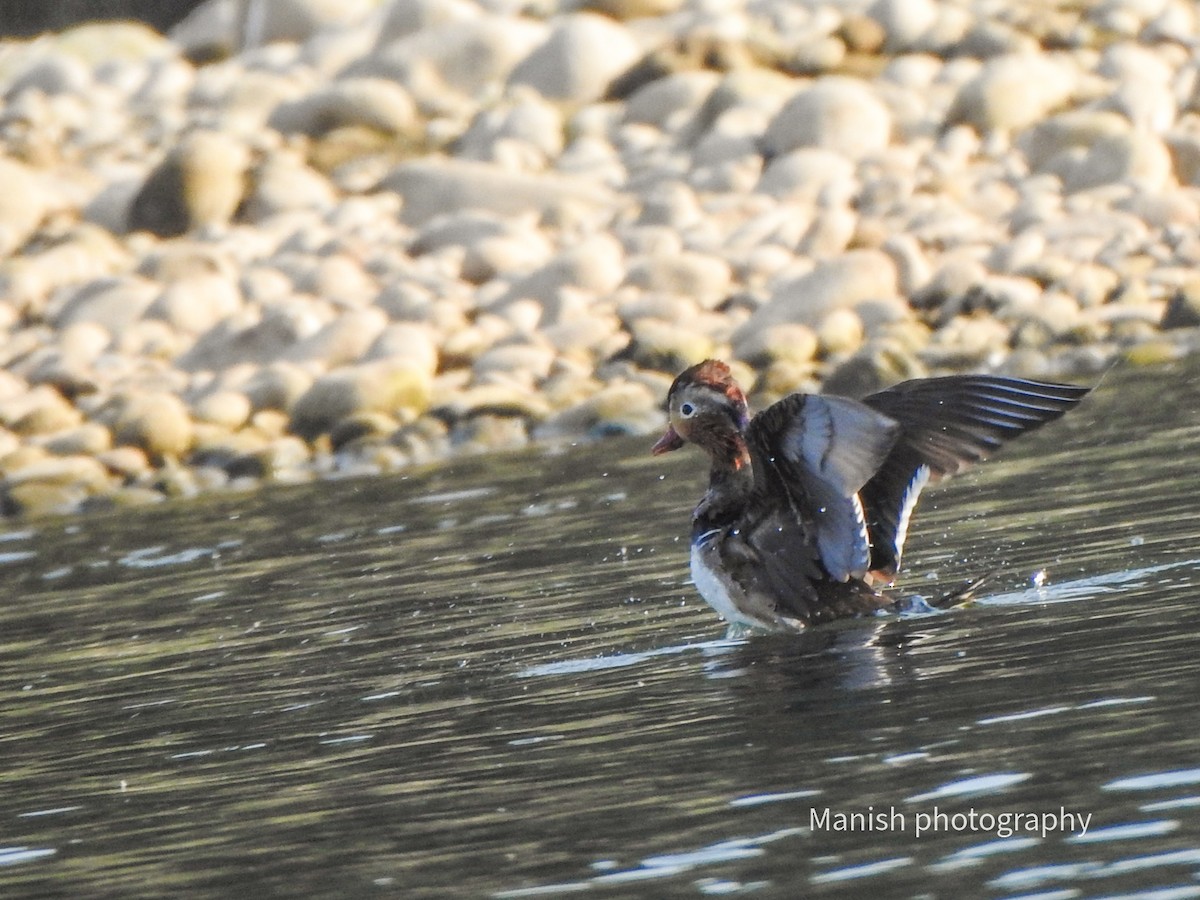 Mandarin Duck - ML646350334