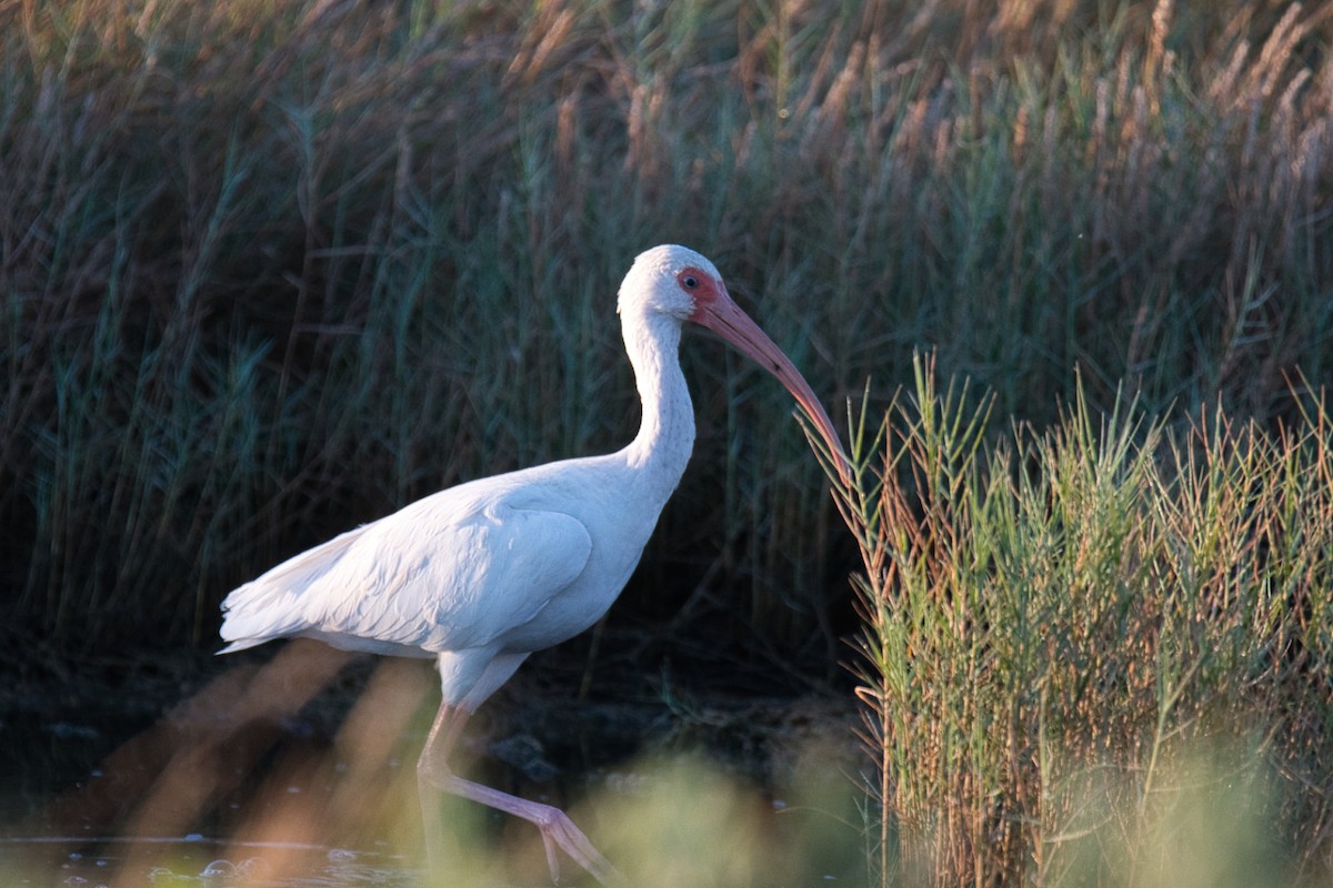 White Ibis - ML646350335